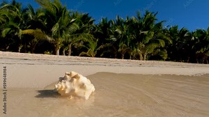 Conch shell on golden tropical sand with waves lapping against it while green palm trees and blue sky are in the background Stock Video