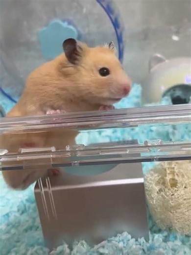 This Hamster's Escape Plan Is Hilarious! #hamsters #倉鼠