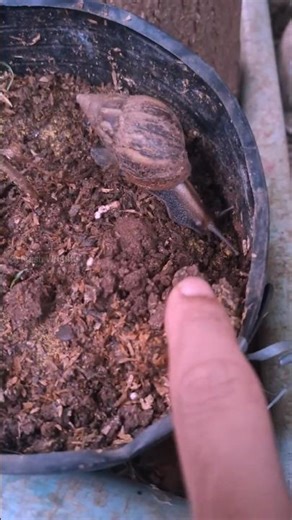 Catching a Snail in my Yard PART8 #snail #snails