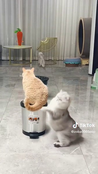 爆笑猫動画集：面白いハプニング映像