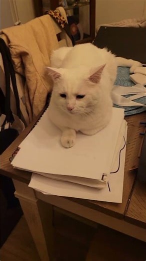 Pudge helps kids do homework