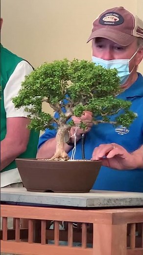 PSBA bonsai live auction 2021 Part 1: Kingsville boxwood