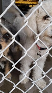 7.7K views · 2.7K reactions | BOTH ADOPTED :) #A4336052 Yorkie Mix...