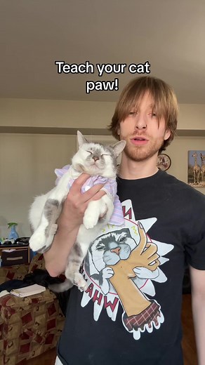 Training Your Cat: How to Teach Them to Give Paw