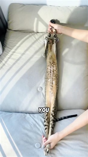 Siamese Cat Care Guide: Little-Known Tips!#animals #funny #shortfeed #science #kitty