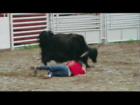 jackass 2 - yak charge