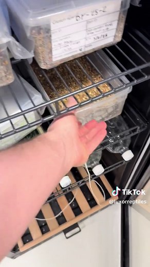 Successful Ball Python Egg Setup for First-Time Mom