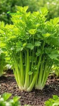 Dirty Kidneys Can Ruin Your Body Fast! These Are Natural Kidney-Cleansing Herbs