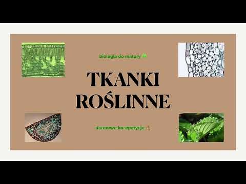 #12 Tkanki roślinne - podział i charakterystyka 🎋 matura z biologii 🌱 powtórka biologia rozszerzona