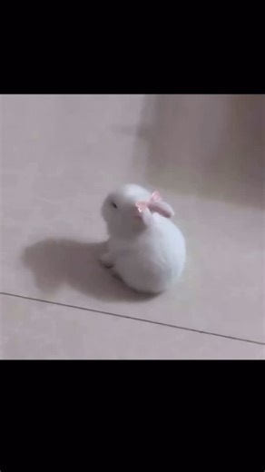 Dwarf Rabbits in Southern California on Instagram: "Tag someone who is actually a little bunny ❤️💖 By: Dm for credit"