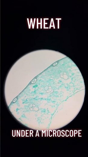 Wheat UNDER the Microscope Looks REALLY Different 😳