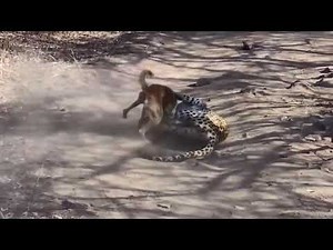 Le Léopard Vs Le Chien