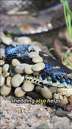 Why Do Snakes Shed Their Skin? | Nature Facts #facts