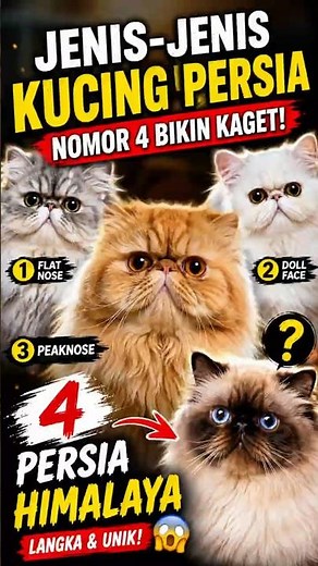 Types of Persian Cats That Few People Know About!