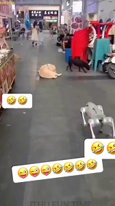 773K views · 10K reactions | Funny dog #tamilreels #funnyreels #viewers #viralchallenge #reading #viralreelsシ #fypシ゚ #funnydogs #comedydog #viralreelschallenge Dog Lovers Funny Dog Videos | Karan | Facebook