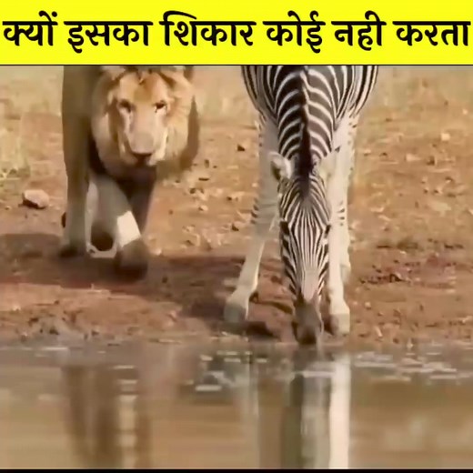 1.1M views · 8.3K reactions | Why lion don't attack on zebras #zebra #reels #lion #facts #fb #reels #Education #fyp #reels #Amazing | Deep Access | Facebook