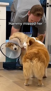 Hammy & Olivia on Reels