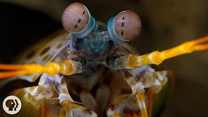 How the Mantis Shrimp's Amazing Hexnocular, Polarized Vision Can Help Detect Cancer
