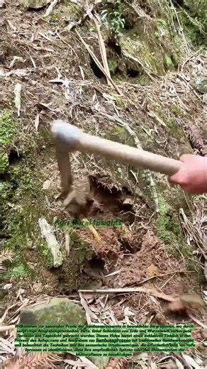 Bambussprossen-Ernte in Bergwäldern: Die saisonale Ernte unterirdischer Köstlichkeiten