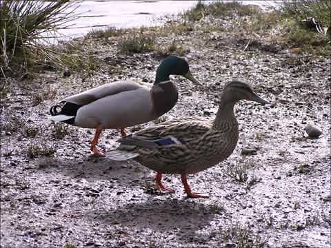 10 Hours of Duck Sounds