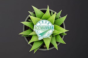 True Acemannan only from Mannatech – The best source of Glycans