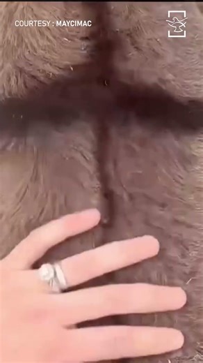 Cross on Donkeys: A Mark That Tells a Timeless Story | Shalom World News