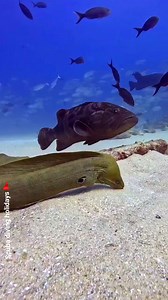 217K views · 1.7K reactions |  A moray eel was caught on camera attempting to prey on a well-camouflaged stargazer fish buried in the sand. Nature’s silent battles are happening all around us — and this one was intense!   Share this wild encounter with your dive buddies! #MorayEel #Underwaterworld #MarineLife #moray | Scuba Diving Holidays | Facebook