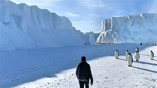 Walk Among Penguins, Ice Walk, Penguin. Free Stock Video