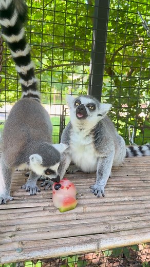 Happy World Lemur Day! 💛 Ring-tailed lemurs are easy to spot with those iconic striped tails — but in the wild, they’re becoming harder to find. Native to Madagascar, they face serious threats from habitat loss and hunting. Every enrichment activity, from icy treats to pumpkins, keeps our lemurs active, curious, and thriving — while helping us share their story and inspire conservation action. 🌿💚 #WorldLemurDay #RingTailedLemur #PotterParkZoo #ConservationInAction #ZooEnrichment | Potter Park