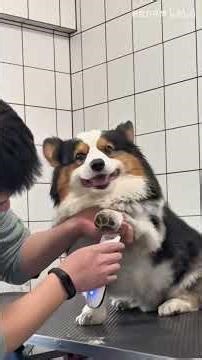 What Breed is This? A Fun Look at Adorable Dog Crossbreeds