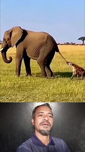 899K views · 3.2K reactions | হায়না ও হাতি।। #Amazing #OMG #reels #BMW #foryou | BSL Saokat TECH 30 | Facebook