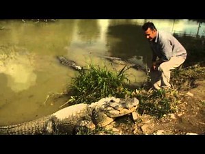 Amazing Dancing Water from Alligator Roars