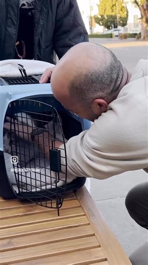 Congratulations Carrot Cake🎉 and thank you Pasadena Humane (@pasadenahumane)! 🥕🍰Carrot Cake is a Kitten Rescue cat, and we are so thankful that he has been found and reunited with his family🥹. All our rescue cats are microchipped prior to adoption and Carrot Cake’s story is an important reminder to chip your cats🐈🐈‍⬛! Carrot Cake suffered burns to his paw pads and is now in the care of our partner vet, LA Pet Clinic, where he is receiving daily wound changes and pain medication. Soon, he a