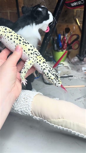 Had a few people asking to look at the leopard gecko Made from polymer clay, cotton and acrylic