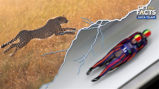 Olympic athletes are pretty fast, but are they faster than a cheetah?