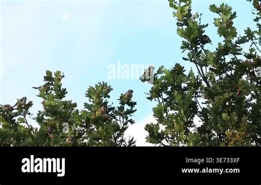 flock of goldfinches on an oak tree, many goldfinches eating insects under an oak leaf, a flock of goldfinches eating the brood of the silkworm gall wasp, Carduelis carduelis Stock Video Footage - Alamy