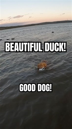 HE RETRIEVED A DRAKE BUFFLEHEAD! | DUCK HUNTING | #hunting #duckhunting #waterfowl #toller #duckdog