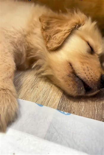 #funnyanimal #viralvideo #puppy #pets #india #instagram #islam #video #reels #funnydog #funnypet #fb