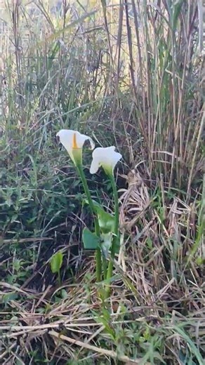My Way Going to the Garden | Relaxing Nature Walk