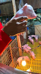 94K views · 988 reactions | Teeth cutting sa mga piglets  #fypシ゚viralシ #viralreels #piglets #pigfarming #backyardfarming | Kapiggy Vlog | Facebook