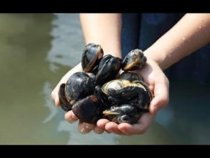 The Life Cycle of Asian Clam | Modern Cultivation and Production of Clams