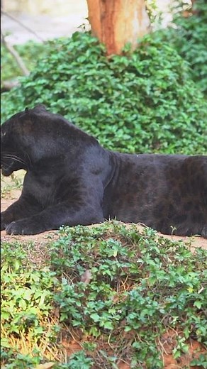 The Rare Black Javan Leopard – Java’s Endangered Panthe