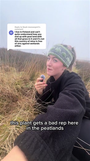 Replying to @Noah moosespirit what on earth is all this grass?! well it’s a plant called molinia…🌾 #moss #bog #conservation #climatechange #fyp