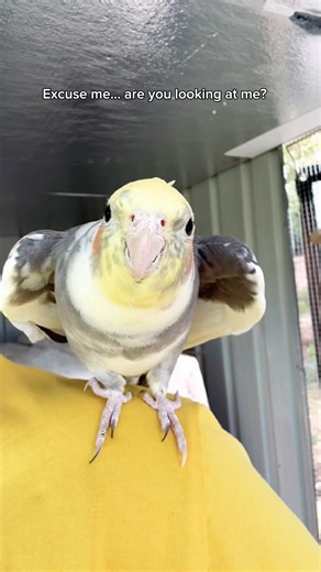 Can I Sit On Your Head? Chamomile the cockatiel. 💛 #petbirds #cockatiel
