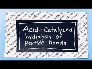 Acid catalyzed hydrolysis of peptide bonds