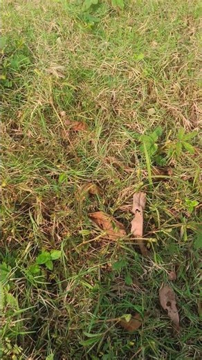 touch me not , mimosa pudica, plant seed, weed , wild plants, shrubs, thorny, nursery 7901743718