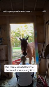 streamhorse: equine therapy & emotional healing with horses