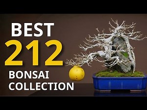 212 Stunning Bonsai Masterpieces You Must See | The Ultimate Bonsai Compilation