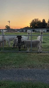 Monday feels… | Old Homestead Alpacas