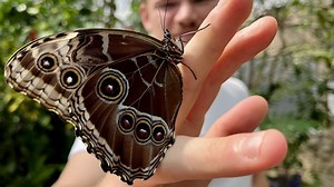 À l'Observatoire du Monde des Plantes, il est possible de se promener parmi des dizaines de papillons tropicaux en vol - RTBF Actus